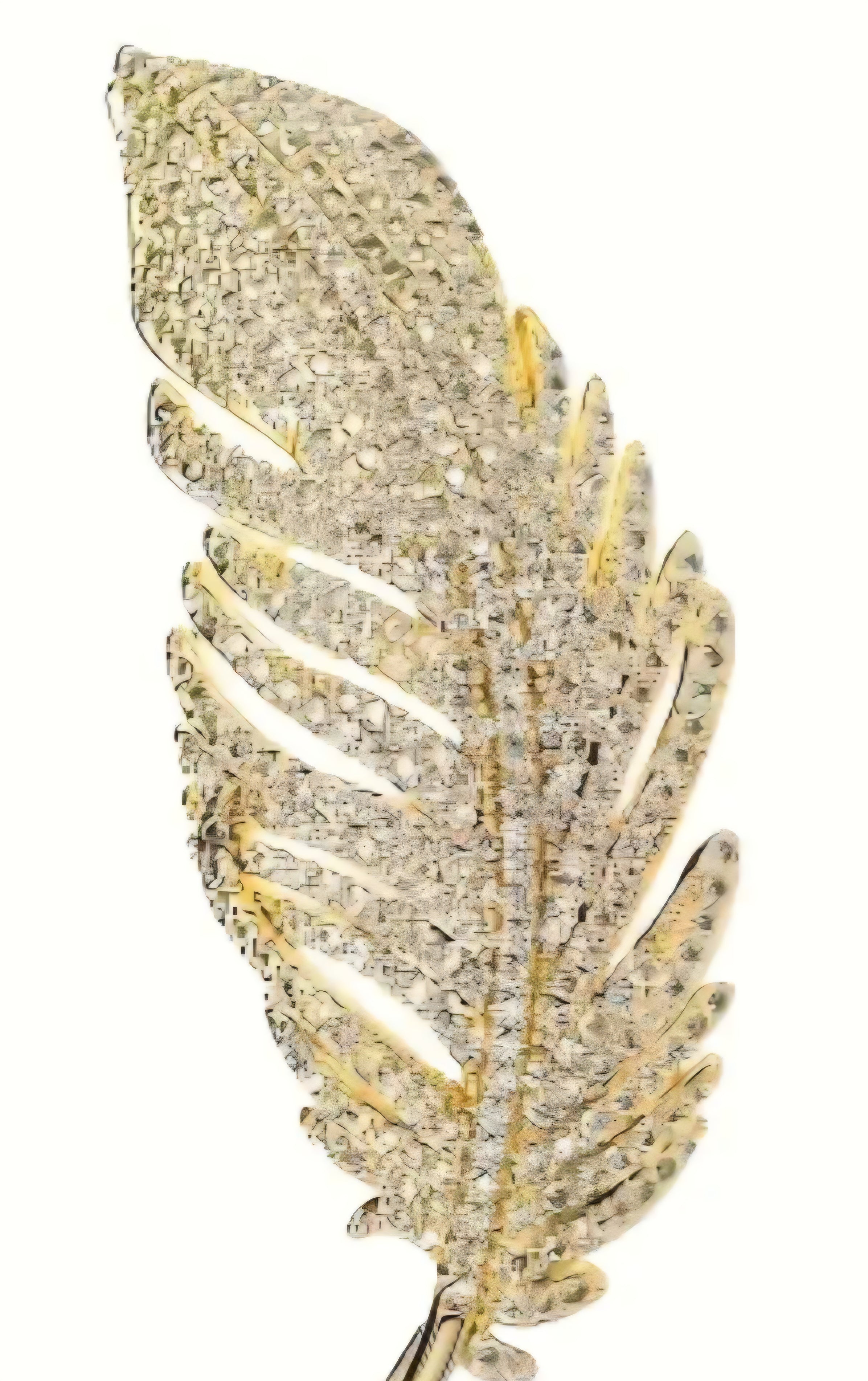 Broche veer met strassteentjes- goud